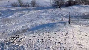 «Выезд по волкам»