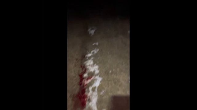 Четыре шакала,,,,, охота в марте на хищника смотреть онлайн