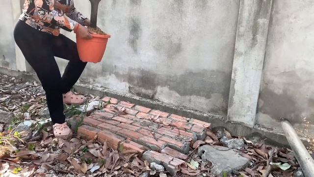 Great technique for grafting Mango tree and watermelon fruit with banana & pumpkin смотреть онлайн