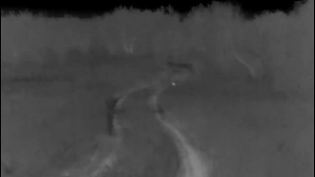 Караулим матёрого. Ночь была веселой, хищник был активен. смотреть онлайн