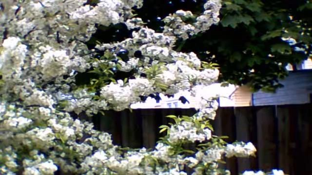 Old Brooklyn - Lollipop Crabapple Tree (5-16-19) with music смотреть онлайн