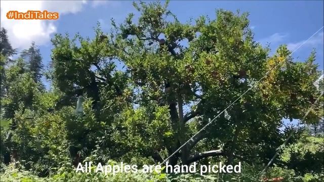Apple Picking in Himachal смотреть онлайн