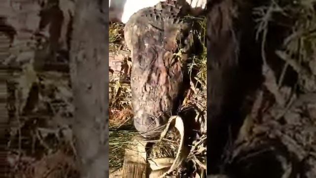 Jaguar Found Inside the Big Black Caiman - Brazil смотреть онлайн