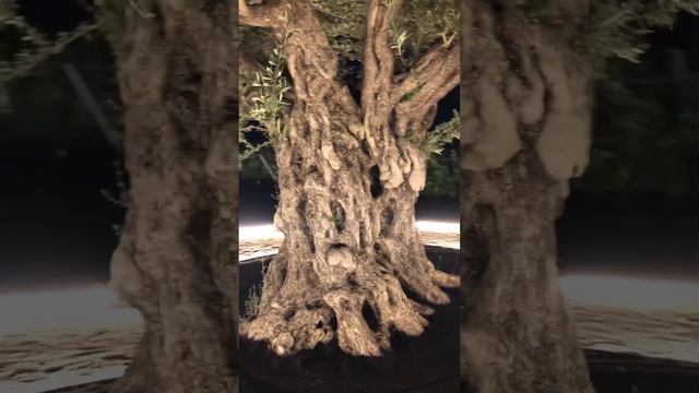 Оливковая аллея, Mriya Resort & Spa, Винный парк, Крым️