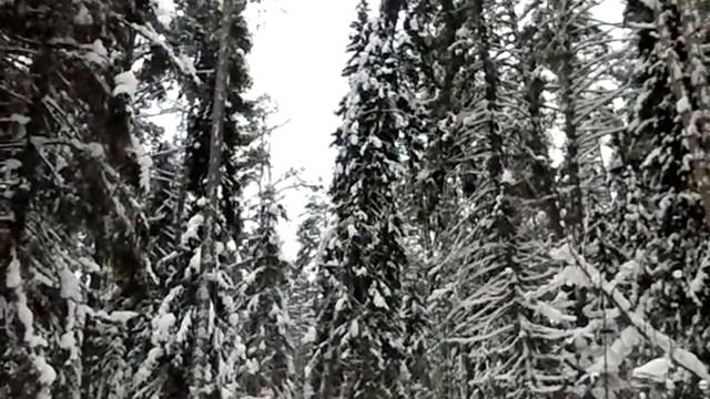 Лес под снегом смотреть онлайн