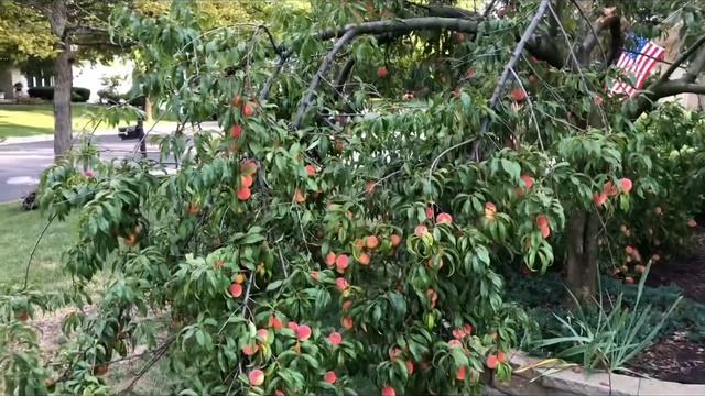 My Peach tree got more the 500 peach this years in my yard смотреть онлайн