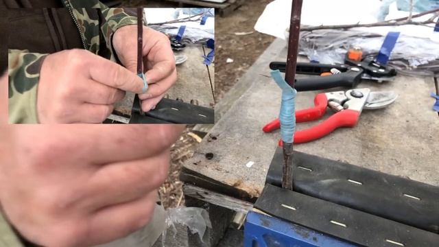 How to Graft Apple Trees with a Grafting Tool in Spring смотреть онлайн