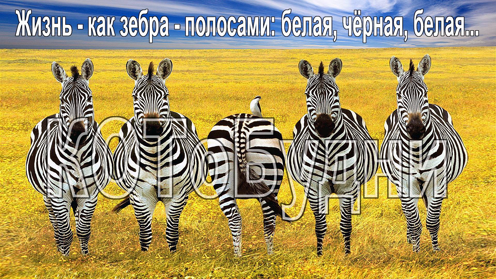 Жизнь, как зебра: белая-чёрная-белая-... оппа - ж...жизнь такова или КОТоБудни начала октября смотреть онлайн