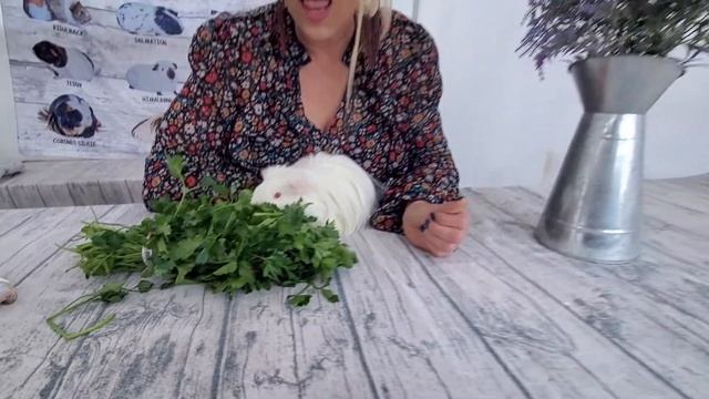 Can guinea pigs eat parsley? смотреть онлайн