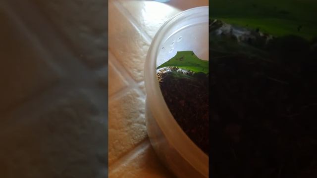 OBT sling and H. Mac sling feeding смотреть онлайн
