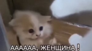 ДВА ГОДА ТРАВЛИ И МОЛЧАНИЯ - DTV ANIMATION