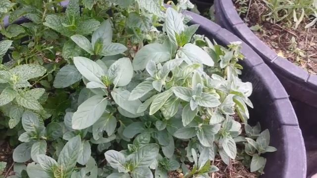 Mint Varieties: Apple Mint, Strawberry Mint, Lemon Mint, Basil Mint, Moroccan (Atlas) Mint. смотреть онлайн