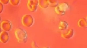 работа лейкоцитов