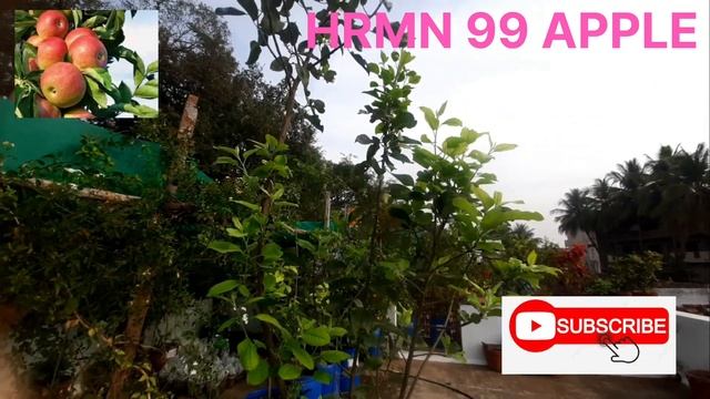 HRMN 99 ஆப்பிள் APPLE PLANT смотреть онлайн