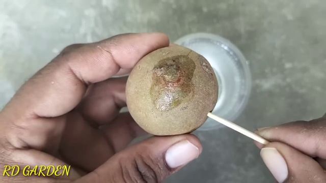 if you know this secret you can propagate any plant ! RD GARDEN смотреть онлайн
