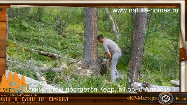 Каким путём достаётся Кедр, в Горно Алтайске 11 смотреть онлайн