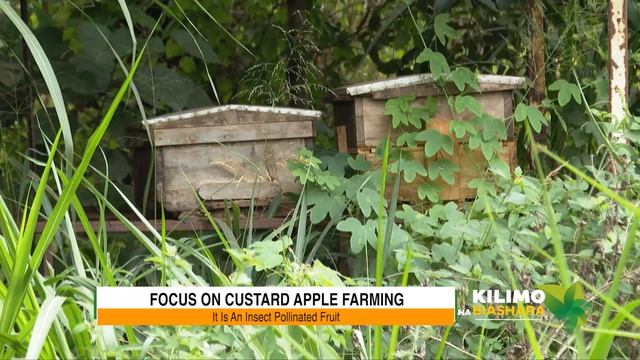 Focus on Custard Apple Farming | Kilimo na Biashara смотреть онлайн