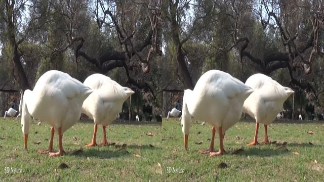 Duck in Extreme 3D | VR | смотреть онлайн