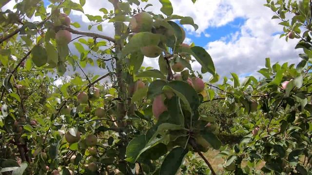 The Apple Orchard смотреть онлайн