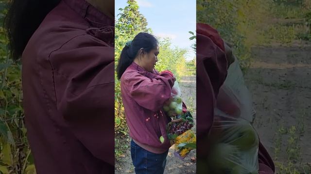 PICKING RED APPLES | GUAVA LIKE #picking#redapple#ytviral смотреть онлайн
