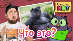 Угадываем животных! Бешеные морские котики и собачий эпикфейл