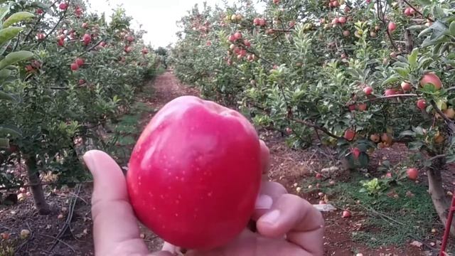 Ben Dor Fruits Odem apple смотреть онлайн