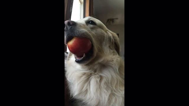 Golden Retriever caught red-handed stealing apple! смотреть онлайн