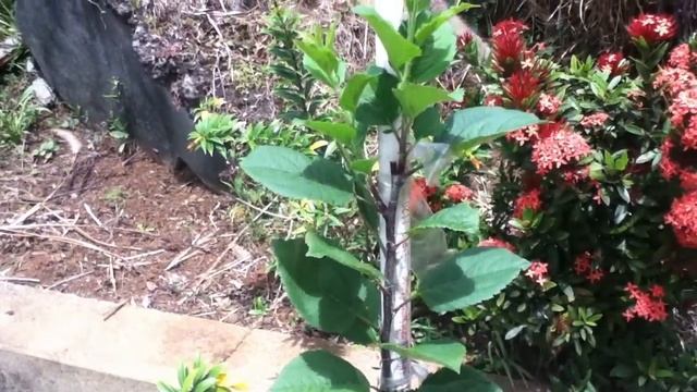 Growing Apples In The Tropics (Grenada) part 1 смотреть онлайн