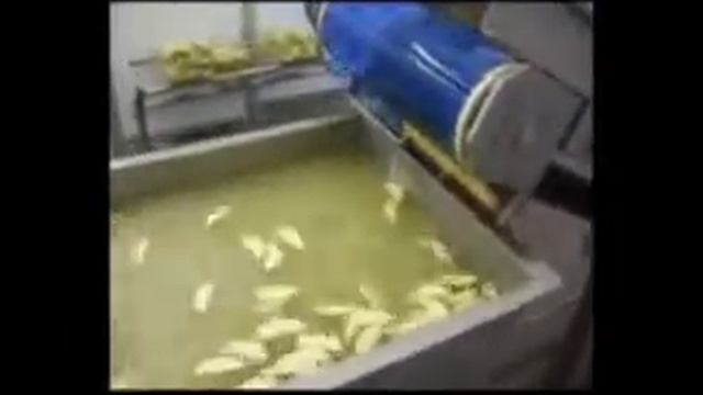 Apple processing line - Washing, slicing,packaging смотреть онлайн