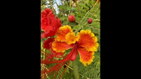 How To Take Macro Photos With iPhone 15 Pro?