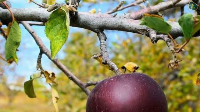 Black apple fruit price in india | Most expensive fruits in the world in hindi смотреть онлайн