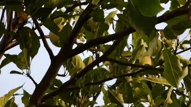 Delicious Apples, wild GRAPE & Nature Sounds смотреть онлайн