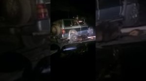 Медведь чуть не перевернул джип но, прогрыз колесо шок!!!