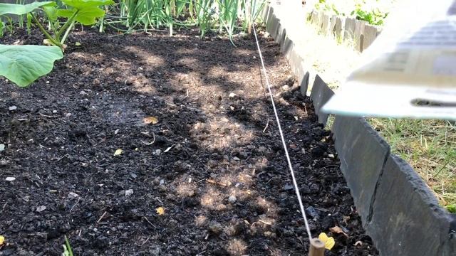 Planting Out Giant Sunflowers & more | #SunflowerChallenge2020 | Episode 15 2020 смотреть онлайн