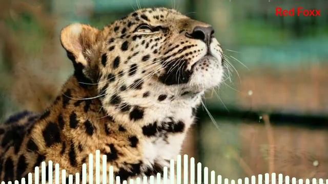 Cheetah Sound|animal Sounds|#animalsounds|cheetah Ringtone|animal Sounds Ringtones|ringtone|Red Fox
