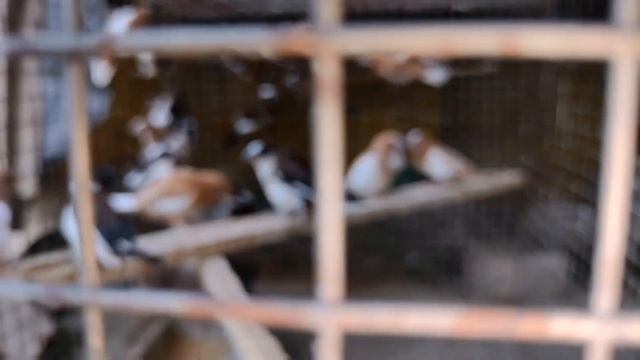Birds हो तो ऐसी Kutub Bhai के जैसी || Sun Conure, Pineapple conure, Budgies, Cocktail, love bird, смотреть онлайн