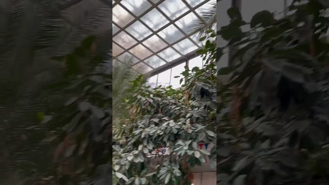 ОГРОМНЫЕ ПАЛЬМЫ в доме офицеров Каспийской Флотилии г.Астрахани 17.03.2024