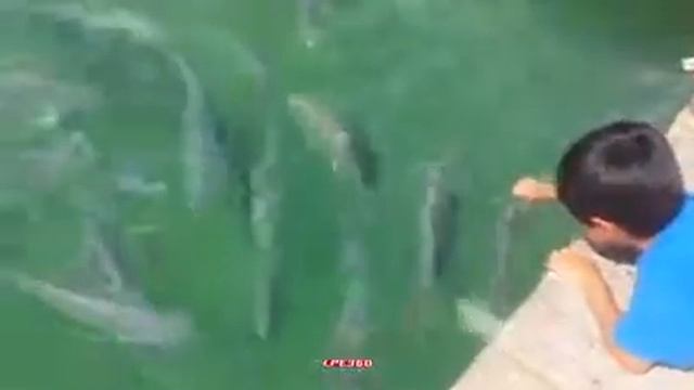 Большая рыба схватила за руку. смотреть онлайн
