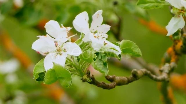 Background Blooming of an Apple Tree (Stock Footage) смотреть онлайн