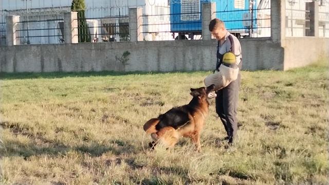 6.  выражено/перв ЭЛЬЗА ДЛЯ СОЗВЕЗДИЯ ЛЬВОВ (Кинг Из Созвездия Львов – Тиара Из Созвездия Львов)