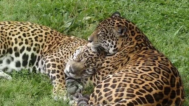 Onça Pintada - 美洲虎Měizhōu hǔ - ジャガーJagā - Jaguar смотреть онлайн