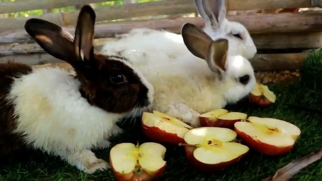 Catch snake and pick red apple in flood forest-Mother & daughter cooking snake spicy chili for lunc смотреть онлайн