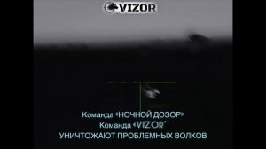 Охота на волка, регулирование численности. Выстрелы по волкам