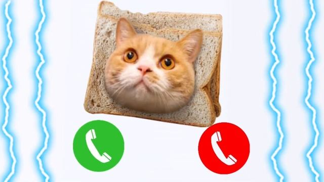 Apple best ringtone iPhone 15 Pro cat🍎#iphone смотреть онлайн