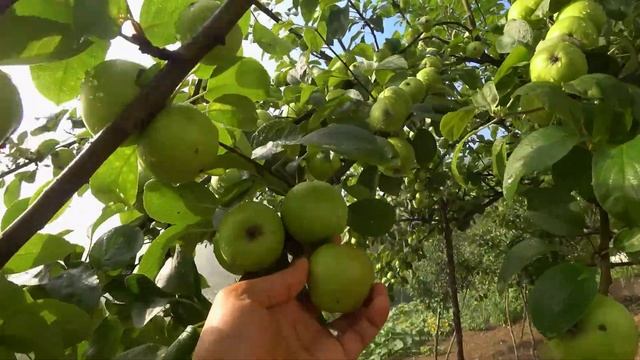 Exploring Turkey's Charming Wooden Houses And Wild Apple Trees смотреть онлайн