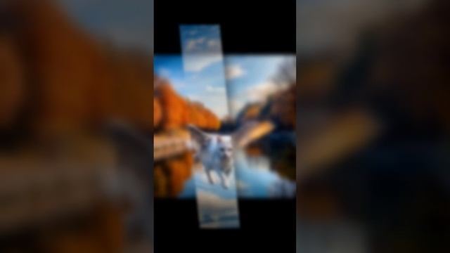 Curious cat with wings fishing. #dreamyai, #aidreams #photoshoot #futuristicdreams #aiart смотреть онлайн