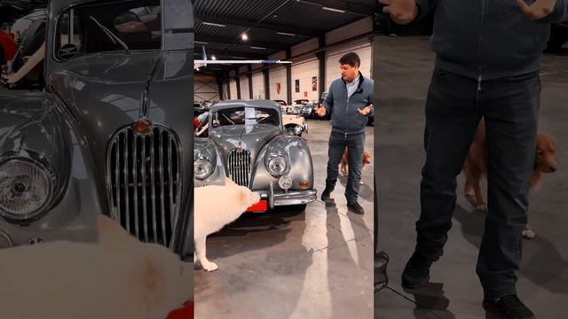 Jaguar XK 140 FHC '54 #jaguar #jaguarlovers смотреть онлайн