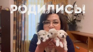 Рождение щенков бишон фризе в питомнике Агнелль де неж, первые 3-и недели жизни, часть 1