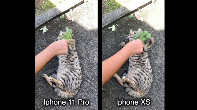 iPhone 11 Pro vs Iphone XS | Best Smartphone Camera 2020? смотреть онлайн
