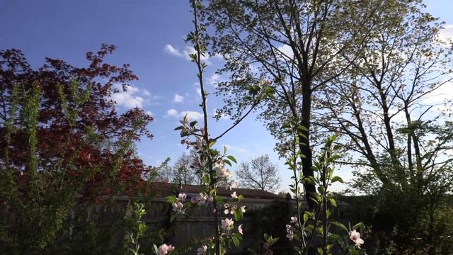 5 Beginner Gardening Mistakes to Avoid When Growing Fruit Trees смотреть онлайн